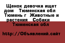 Щенок девочка ищет дом - Тюменская обл., Тюмень г. Животные и растения » Собаки   . Тюменская обл.